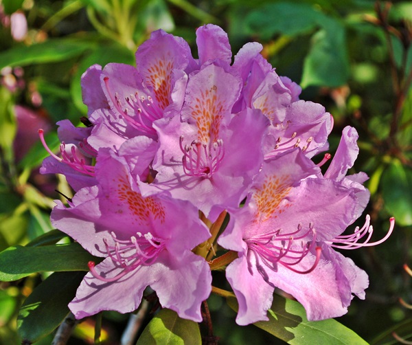 rhododendron_blomma_20160607_600